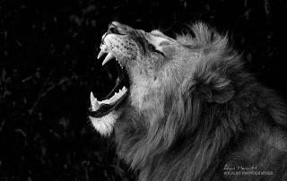 Lion Maasai Mara African Photography Safari Alan Hewitt